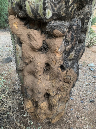 Oct 27 - Saguaro termites. Oct 27 - Saguaro termites.